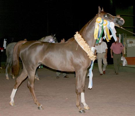 Exposicion Nacional 2006 14
