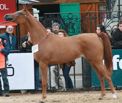 HCE Massense 4