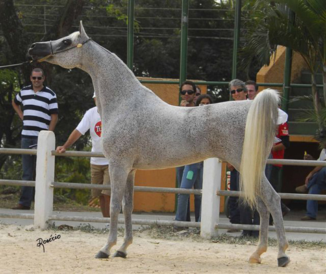 Exposicion Nacional Brasilera 7