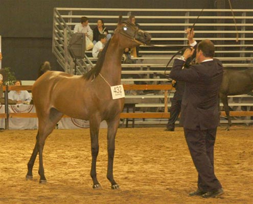 Exposicion Nacional Argentina 6