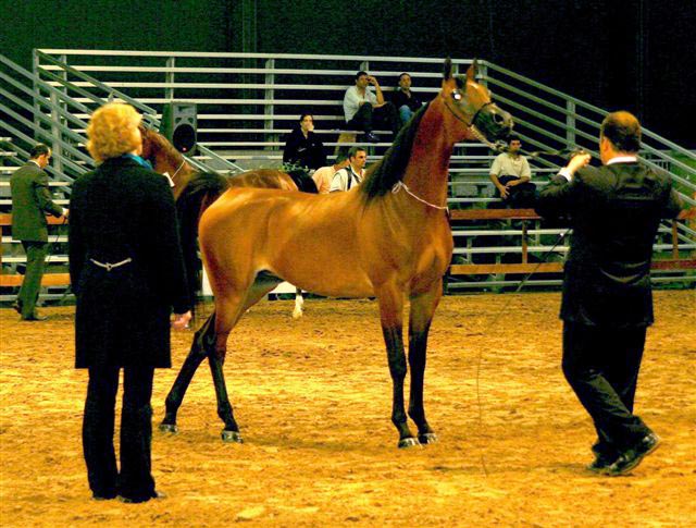 Exposicion Nacional Argentina 12