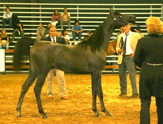 Exposicion Nacional Argentina 15