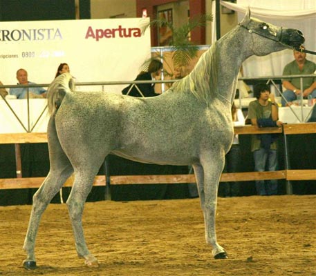 Exposicion Nacional Argentina 22