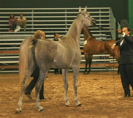 Exposicion Nacional Argentina 31